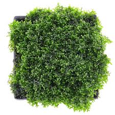 Attēlu rezultāti vaicājumam “Conardia compacta”