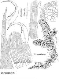 Attēlu rezultāti vaicājumam “Scorpidium cossonii”