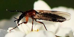 Attēlu rezultāti vaicājumam “Bibionidae female”
