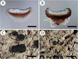 Attēlu rezultāti vaicājumam “Bacidia subincompta”