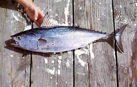 Image result for Euthynnus alletteratus