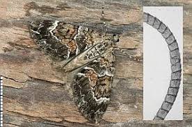 Attēlu rezultāti vaicājumam “Thera variata”