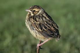 Attēlu rezultāti vaicājumam “Emberiza schoeniclus eggs”
