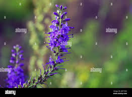 Attēlu rezultāti vaicājumam “Veronica officinalis”