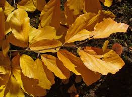 Attēlu rezultāti vaicājumam “Hamamelis virginiana leaf”