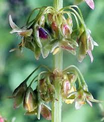 Attēlu rezultāti vaicājumam “Rumex obtusifolius flower”