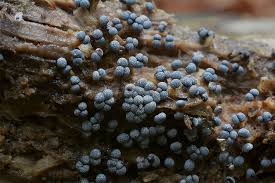 Attēlu rezultāti vaicājumam “Badhamia capsulifera macro”