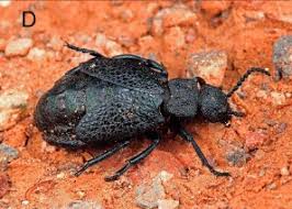 Attēlu rezultāti vaicājumam “Meloe sp.”