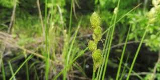 Attēlu rezultāti vaicājumam “Carex loliacea fruit”