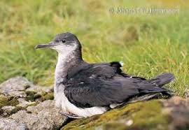 Image result for Puffinus puffinus