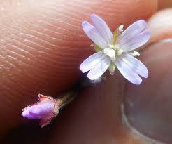 Attēlu rezultāti vaicājumam “Epilobium roseum flower”