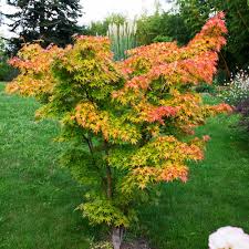 Image result for Acer palmatum `Orange Dream`