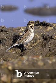 Attēlu rezultāti vaicājumam “Emberiza schoeniclus”