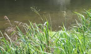 Attēlu rezultāti vaicājumam “Glyceria maxima fruit”