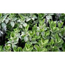 Image result for Salvie