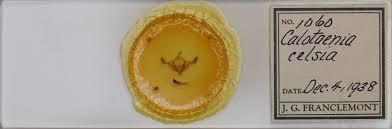 Attēlu rezultāti vaicājumam “Staurophora celsia”