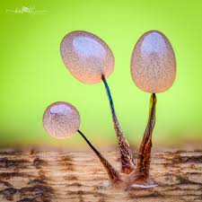 Attēlu rezultāti vaicājumam “Comatricha nigra macro”