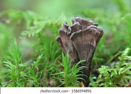 Attēlu rezultāti vaicājumam “Thelephora palmata”