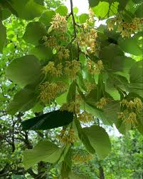Attēlu rezultāti vaicājumam “Tilia tomentosa flower”