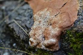 Attēlu rezultāti vaicājumam “Fuligo leviderma”