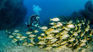 Image result for Manta Divers Sub-Aqua Club