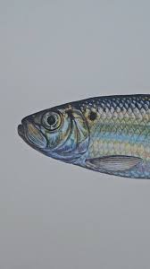 Image result for Alosa pseudoharengus