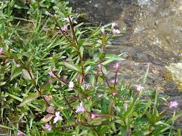 Attēlu rezultāti vaicājumam “Epilobium montanum flower”