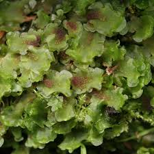 Attēlu rezultāti vaicājumam “Pellia neesiana”