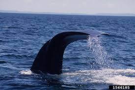 Image result for Eubalaena glacialis