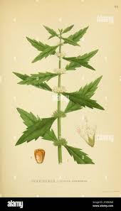 Attēlu rezultāti vaicājumam “Lycopus europaeus leaf”