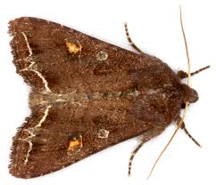 Attēlu rezultāti vaicājumam “Lacanobia oleracea”