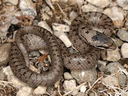 Attēlu rezultāti vaicājumam “Coronella austriaca adult”