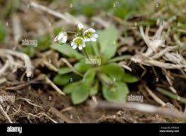 Attēlu rezultāti vaicājumam “Erophila verna fruit”