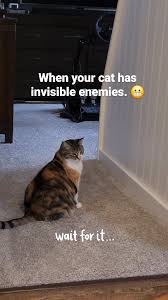 Image result for invisible cat