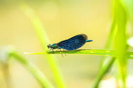 Attēlu rezultāti vaicājumam “Calopteryx virgo male”