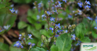 Attēlu rezultāti vaicājumam “Veronica beccabunga leaf”