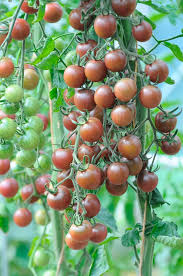 Afbeeldingsresultaat voor black cherry tomato
