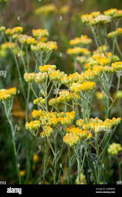 Attēlu rezultāti vaicājumam “Helichrysum arenarium flower”