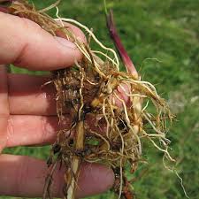 Attēlu rezultāti vaicājumam “Glyceria maxima fruit”