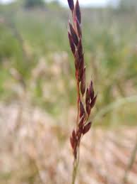 Attēlu rezultāti vaicājumam “Molinia caerulea flower”