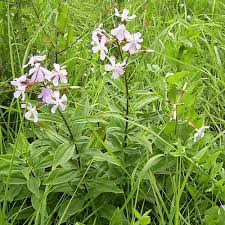 Attēlu rezultāti vaicājumam “Saponaria officinalis flower”