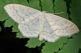 Attēlu rezultāti vaicājumam “Scopula floslactata imago”