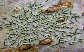 Attēlu rezultāti vaicājumam “Graphis scripta”