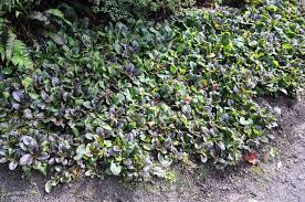 Attēlu rezultāti vaicājumam “Ajuga reptans”