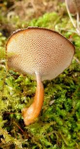 Attēlu rezultāti vaicājumam “Polyporus brumalis”