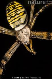 Attēlu rezultāti vaicājumam “Argiope bruennichi female”