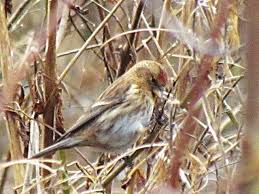 Attēlu rezultāti vaicājumam “Carduelis flammea female”