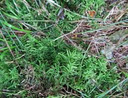Attēlu rezultāti vaicājumam “Pseudoscleropodium purum”