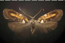 Attēlu rezultāti vaicājumam “Oecophoridae”