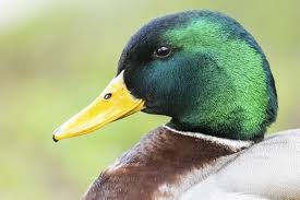 Attēlu rezultāti vaicājumam “Anas platyrhynchos male”